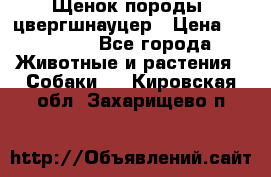 Щенок породы  цвергшнауцер › Цена ­ 30 000 - Все города Животные и растения » Собаки   . Кировская обл.,Захарищево п.